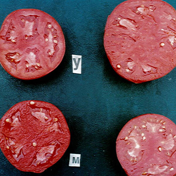 Poprečni presek plodova naših prvih beef tipova paradajza Uragan, Kazanova, Maraton i Prezident. Od sva četiri, samo se Prezident više ne proizvodi.