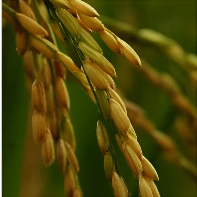 Superior Seeds rezultati sa terena