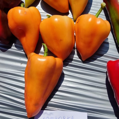 Superior Seeds partneri — Gruzija — fotografija 1