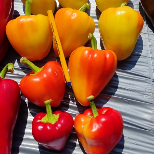 Superior Seeds partneri — Gruzija — fotografija 4