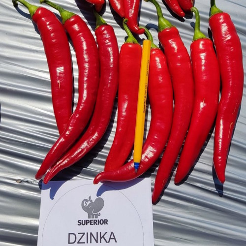 Superior Seeds partneri — Gruzija — fotografija 6