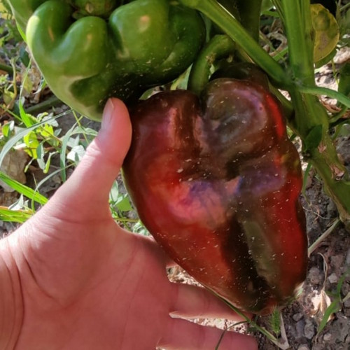 Paprika u proizvodnji — Izmir, Turska — fotografija 2