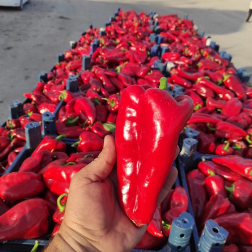 Paprika u proizvodnji — Izmir, Turska — fotografija 3