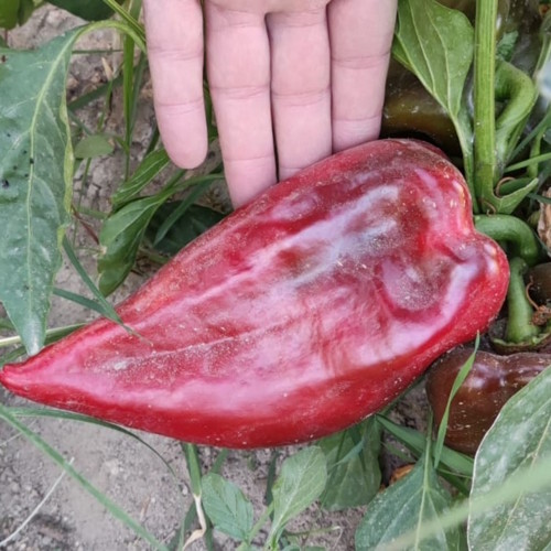 Paprika u proizvodnji — Izmir, Turska — fotografija 5