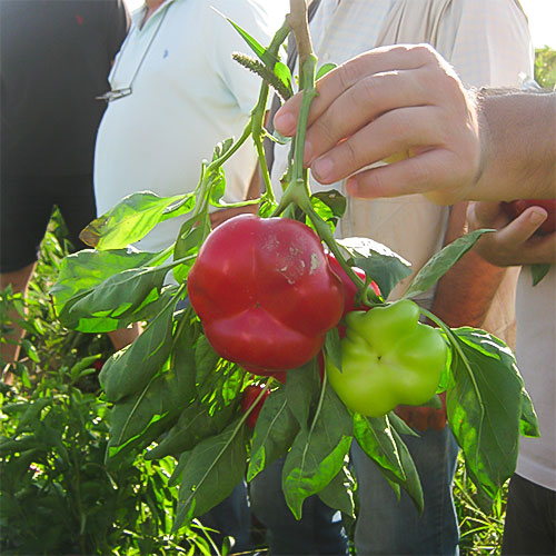 Paprika u proizvodnji — Izmir, Turska — fotografija 6