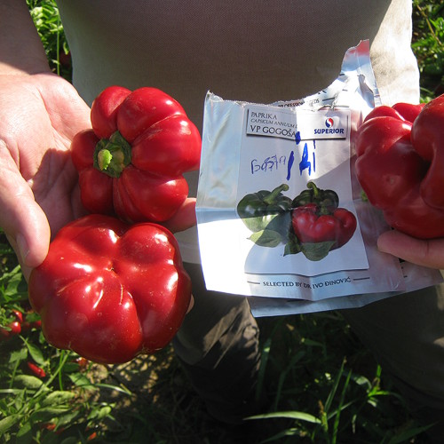 Paprika u proizvodnji — Izmir, Turska — fotografija 7