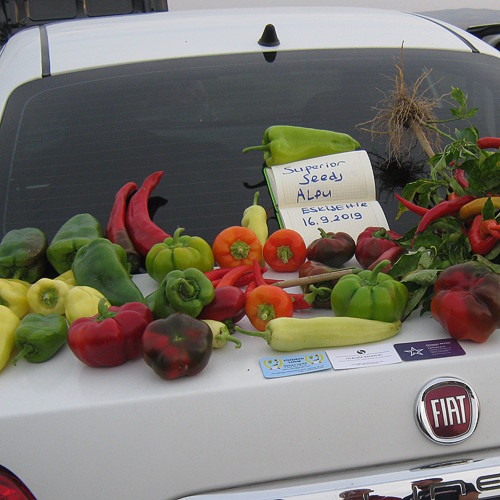 Paprika u proizvodnji — Izmir, Turska — fotografija 9