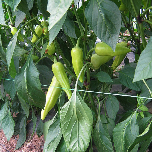 Superior paprika u proizvodnji — Kosovo — fotografija 3