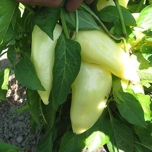 Superior paprika u proizvodnji — Kosovo — fotografija 9