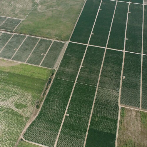 Superior Seeds partneri — Plovdiv, Bugarska — fotografija 4