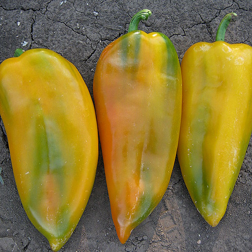 Superior Seeds partneri — Plovdiv, Bugarska — fotografija 8
