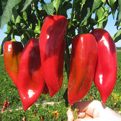 Superior Seeds partneri — Plovdiv, Bugarska — fotografija 10