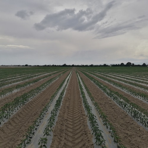 Superior Seeds partneri — Plovdiv, Bugarska — fotografija 12