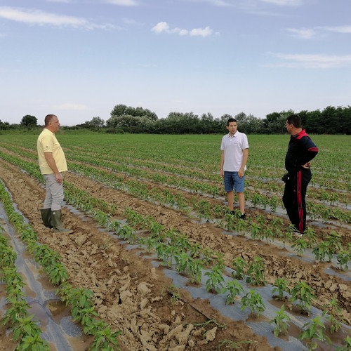 Superior Seeds partneri — Plovdiv, Bugarska — fotografija 14