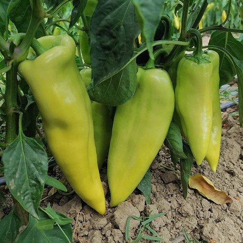 Superior Seeds partneri — Plovdiv, Bugarska — fotografija 16