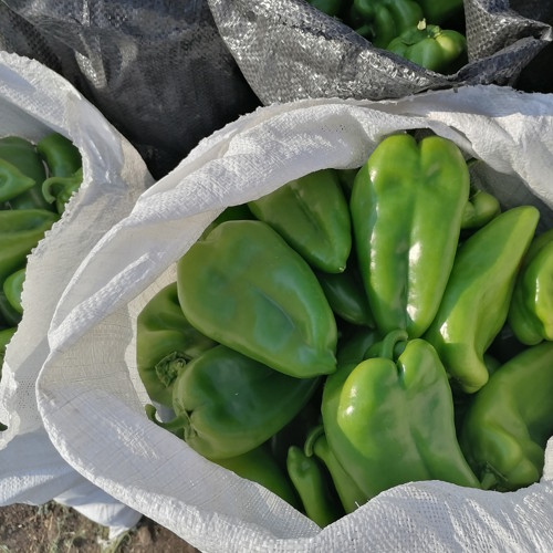 Superior Seeds partneri — Plovdiv, Bugarska — fotografija 19