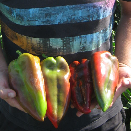 Superior Seeds partneri — Plovdiv, Bugarska — fotografija 21