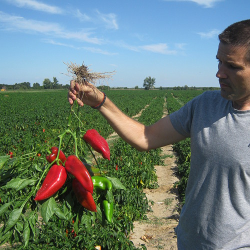 Superior Seeds partneri — Plovdiv, Bugarska — fotografija 22