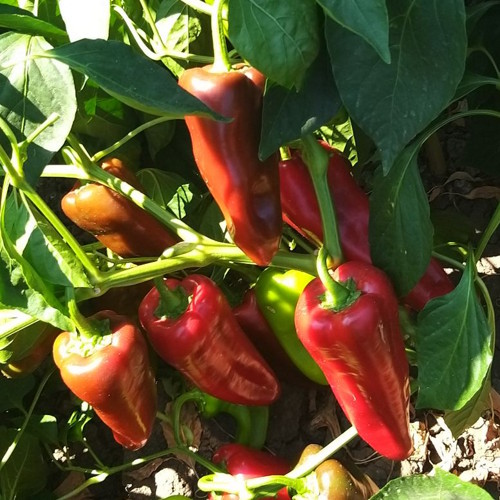 Superior Seeds partneri — Rusija — fotografija 4