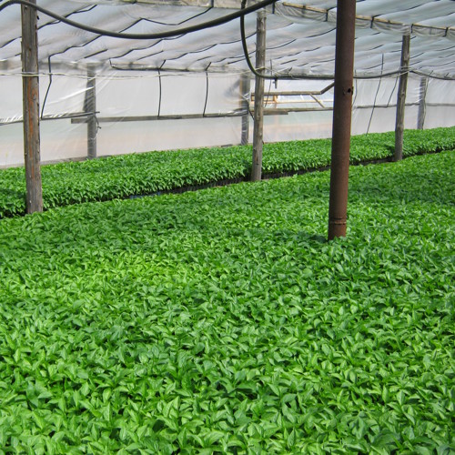 Superior Seeds partneri — Rusija — fotografija 5