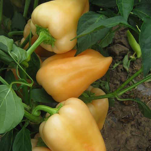 Superior Seeds partneri — Rusija — fotografija 12