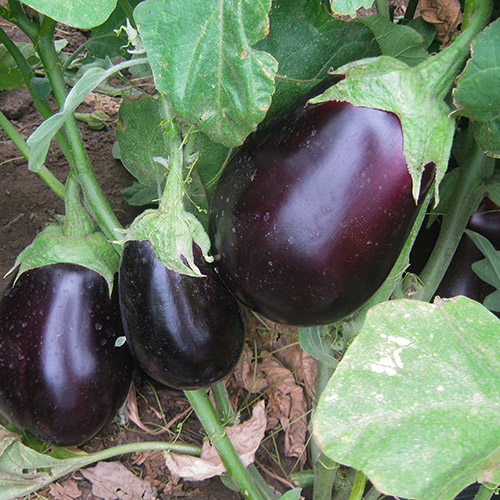 Superior Seeds partneri — Rusija — fotografija 14