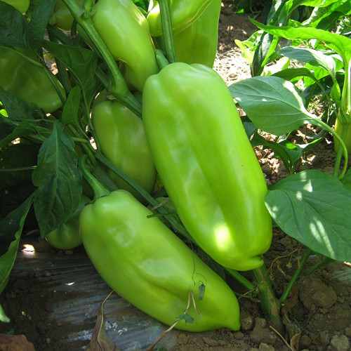 Superior Seeds partneri — Rusija — fotografija 15