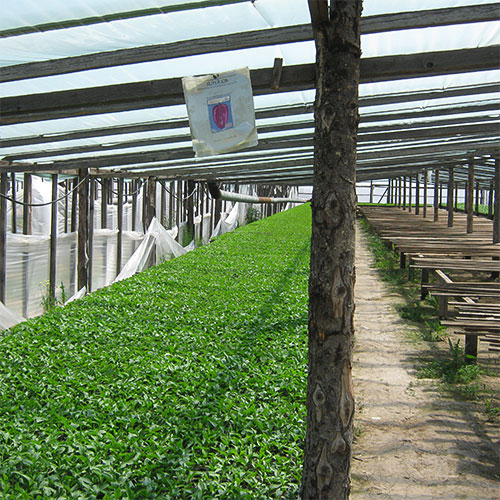 Superior Seeds partneri — Rusija — fotografija 16