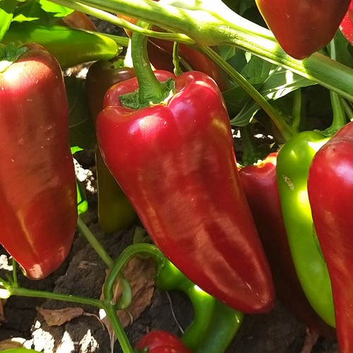 Superior Seeds partneri — Rusija — fotografija 20