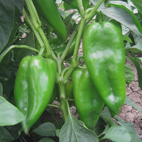 Superior Seeds partneri — Rusija — fotografija 22