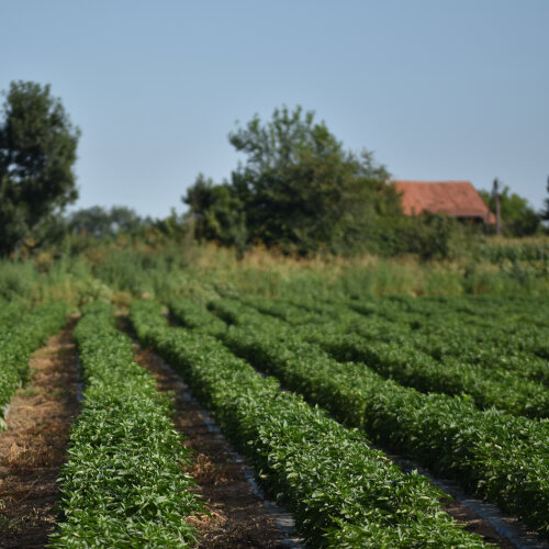 Semenska proizvodnja paprike — Staro Selo — fotografija 6