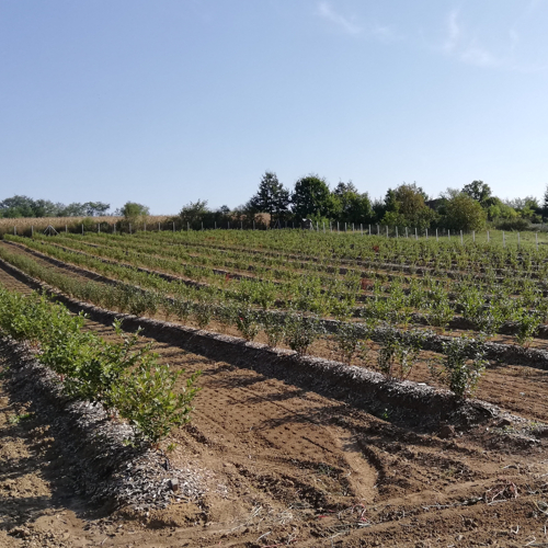 Zasad borovnice — Vodice — fotografija 4