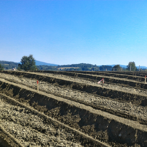 Zasad borovnice — Živkovci — fotografija 9