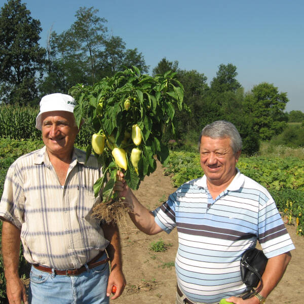 Ogledno polje – paprika Amanda je selekcionisana u Superioru.